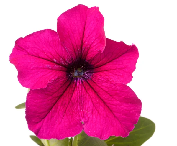 Petunia rosa con foglie isolate su fondo bianco primo piano — Foto Stock