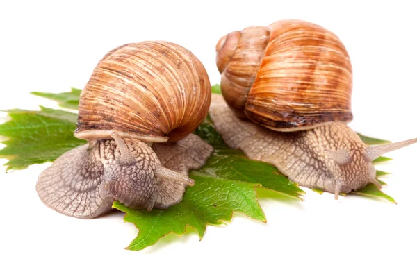 Two snails crawling on the grape leaves white background — Stock Photo, Image