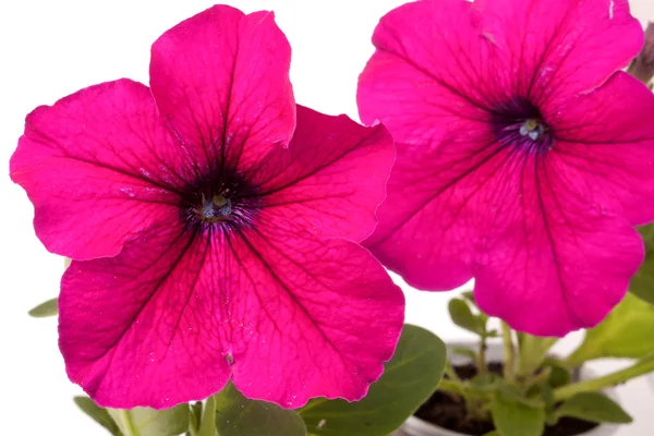 Rosa Petunien mit isolierten Blättern auf weißem Hintergrund Nahaufnahme — Stockfoto