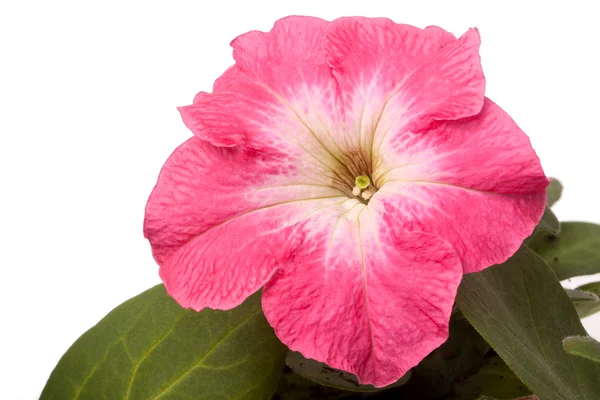 Rosa petunia med blad isolerad på en vit bakgrund närbild — Stockfoto