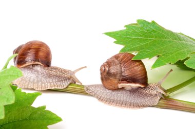 iki salyangoz asma yaprak beyaz arka plan üzerinde tarama