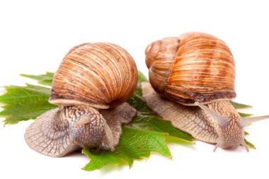 iki salyangoz üzüm üzerinde sürünerek yaprakları beyaz arka plan