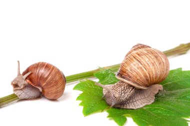 iki salyangoz asma yaprak beyaz arka plan üzerinde tarama