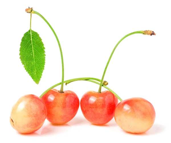 Four cherries with leaf closeup isolated on white background — Stock Photo, Image