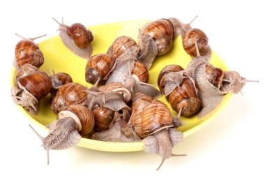 Beyaz arka plan üzerine bir tabak içinde canlı salyangozlar