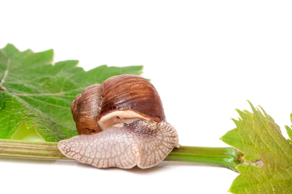 Snail crawling on the vine with leaf white background — Stock Photo, Image