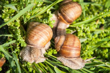 Üç salyangoz yeşil çim dolu