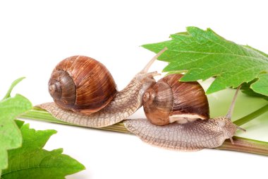 iki salyangoz asma yaprak beyaz arka plan üzerinde tarama