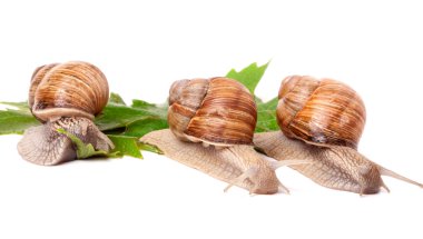 Beyaz arka plan üzerinde üzüm tarama üç salyangoz bırakır