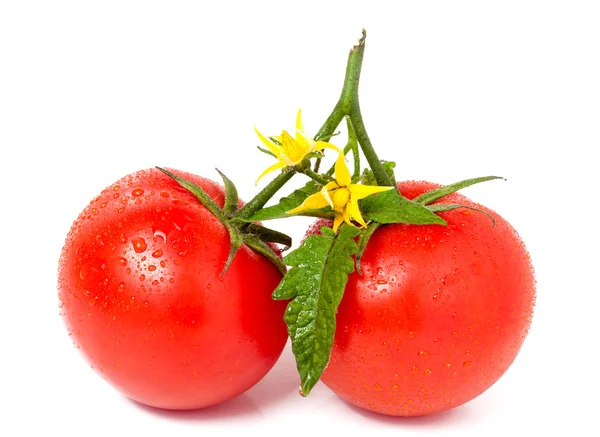 Tomate avec feuilles fleur gouttes d'eau isolé sur fond blanc — Photo