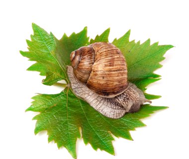 üzüm yaprağı beyaz arka plan üzerinde sürünerek salyangoz