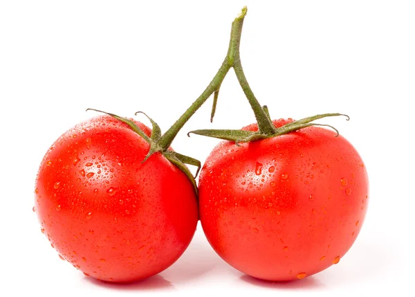 Branch of two tomatoes with water droplets isolated white background — Stock Photo, Image