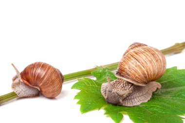 iki salyangoz asma yaprak beyaz arka plan üzerinde tarama