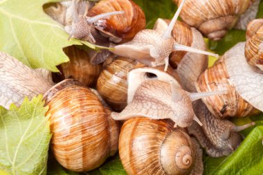 Beyaz arka plan portre üzerinde sürünerek bazı salyangoz