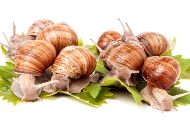 üzüm üzerinde sürünerek bazı salyangoz yaprakları beyaz arka plan