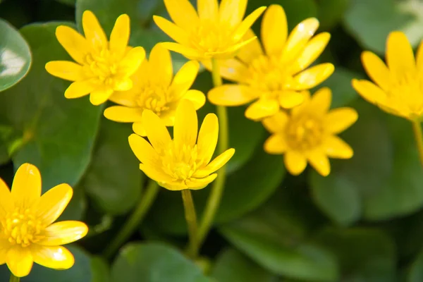 Ficverna flores amarelas da primavera como fundo — Fotografia de Stock