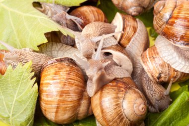 Beyaz arka plan portre üzerinde sürünerek bazı salyangoz