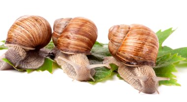 Beyaz arka plan üzerinde üzüm tarama üç salyangoz bırakır