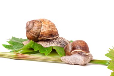 iki salyangoz asma yaprak beyaz arka plan üzerinde tarama