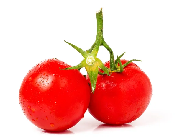 Zweig von zwei Tomaten mit Wassertropfen isoliert weißen Hintergrund — Stockfoto