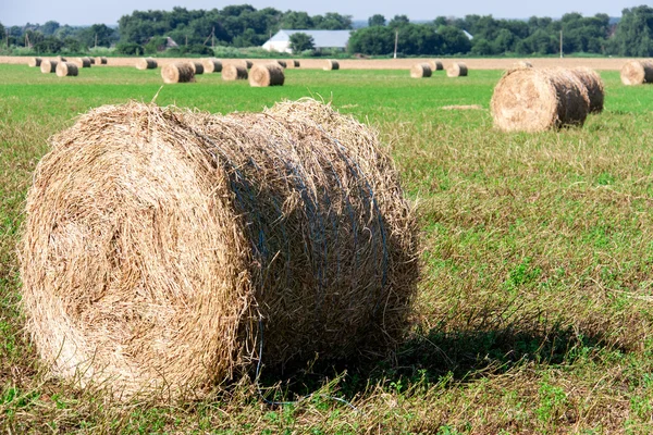Zomer veld met hooi Bale als achtergrond — Stockfoto