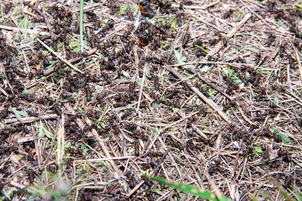 Ant hill as a background close-up macro in field Royalty Free Stock Images