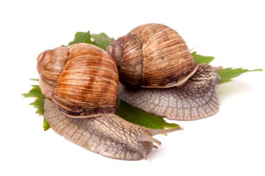 iki salyangoz üzüm üzerinde sürünerek yaprakları beyaz arka plan