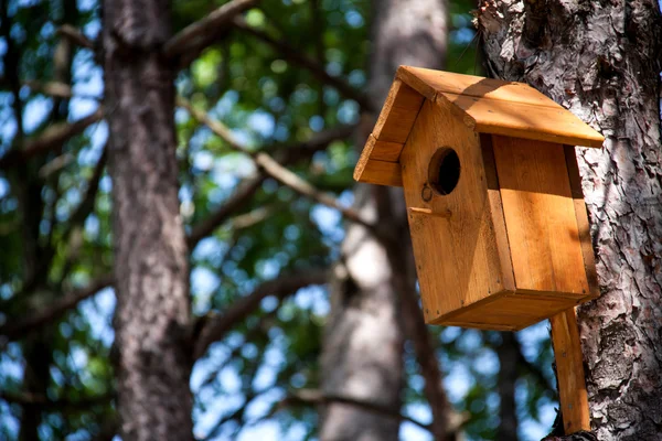 Hölzernes Vogelhaus auf einem Baum im Wald und Park — Stockfoto