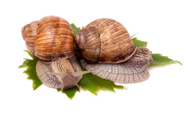 iki salyangoz üzüm üzerinde sürünerek yaprakları beyaz arka plan