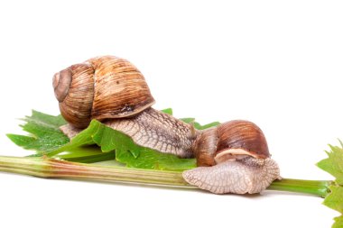 iki salyangoz asma yaprak beyaz arka plan üzerinde tarama