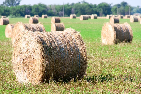 背景として干し草の俵で夏の畑 — ストック写真