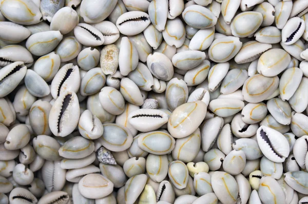 Seashells as a background on the counter market — Stock Photo, Image