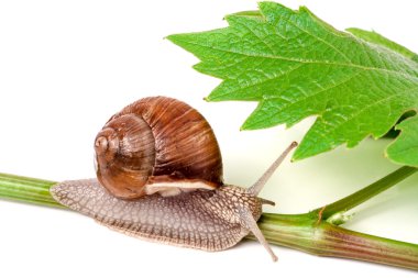 asma yaprağı beyaz arka plan üzerinde sürünerek salyangoz