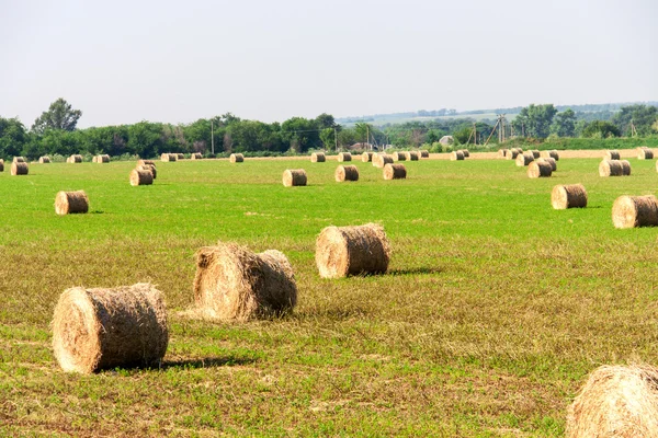 背景として干し草の俵で夏の畑 — ストック写真