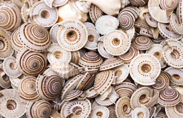 Muscheln als Hintergrund auf dem Thekenmarkt — Stockfoto