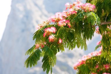 Albizia julibrissin Dağları'nın arka plan üzerinde