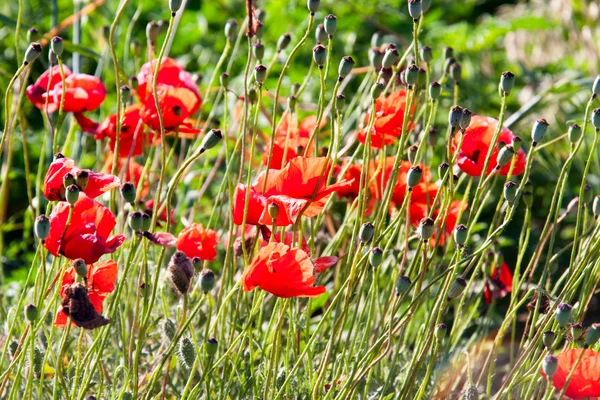 Papoilas vermelhas crescendo em um campo no dia ensolarado — Fotografia de Stock