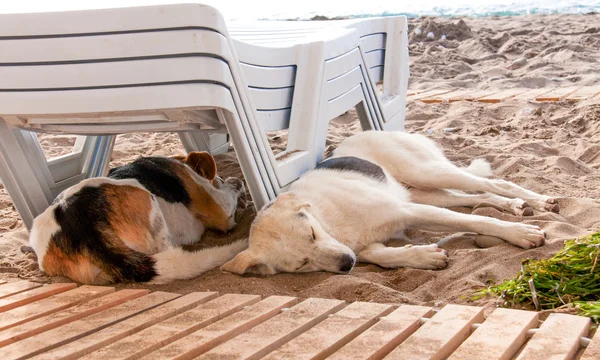 Stray dog lying on beach under sun beds in sand — Stock Photo, Image