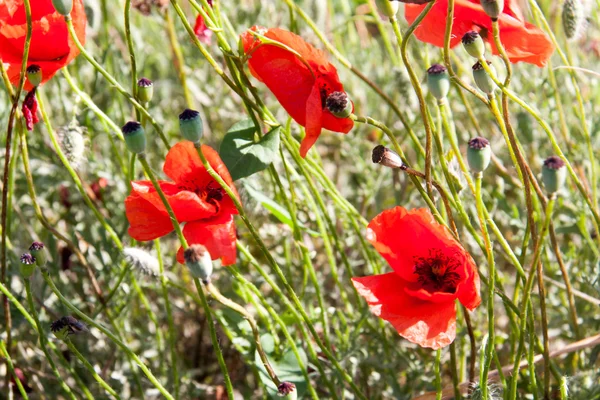 Rode papavers groeien in een veld op een zonnige dag — Stockfoto