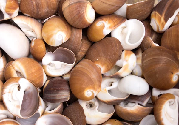 Conchas como pano de fundo no mercado de balcão — Fotografia de Stock