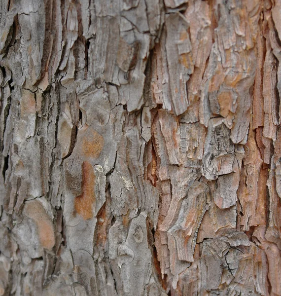 Kora drzewa jako makro szczegół tło — Zdjęcie stockowe