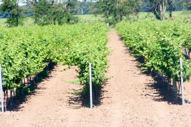 bir üzüm bağı yaz Crimea'da satırları