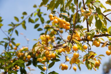 Sarı kiraz eriği gökyüzü ile şube