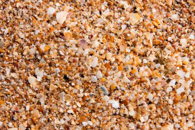 kum deniz kenarı arka plan olarak küçük kabukları