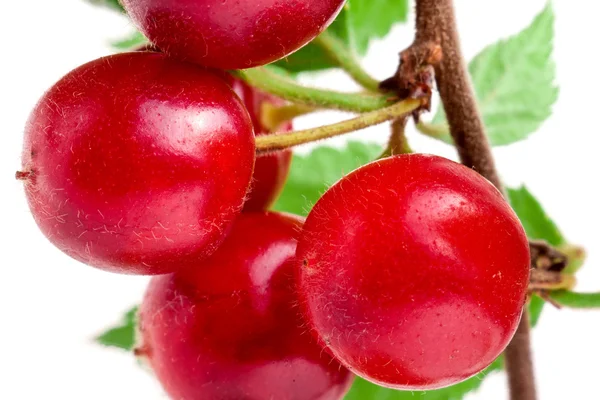 Gevilte cherry tak geïsoleerd op witte achtergrond — Stockfoto