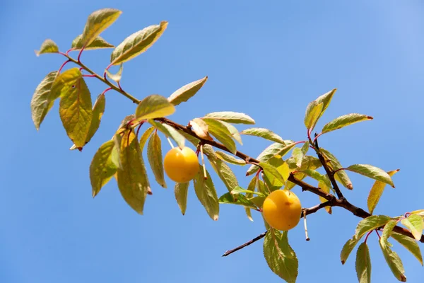 Yellow Cherry Plum Ενάντια στον Ουρανό — Φωτογραφία Αρχείου