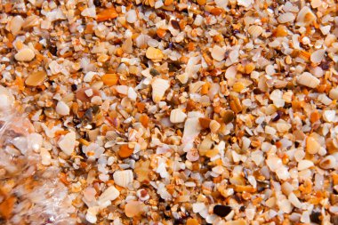 kum deniz kenarı arka plan olarak küçük kabukları