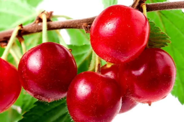 Felted cherry branch isolated on white background — Stock Photo, Image