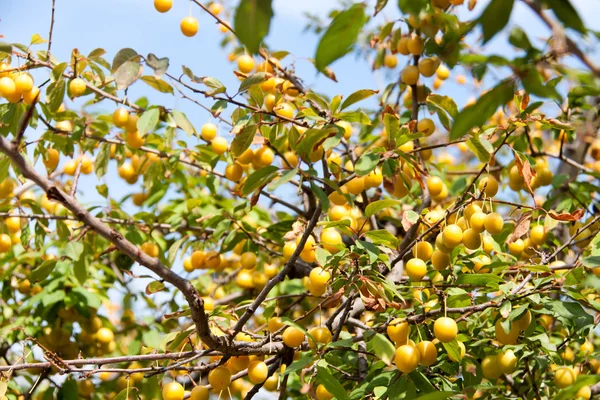 Yellow Cherry Plum Ενάντια στον Ουρανό — Φωτογραφία Αρχείου