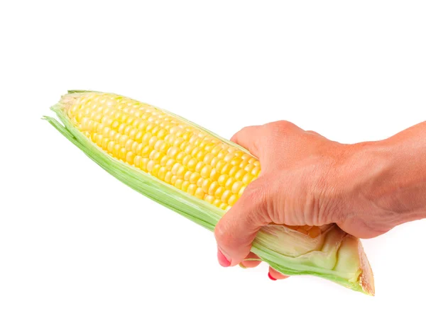 Kukuřice v ruce izolovaných na bílém pozadí — Stock fotografie